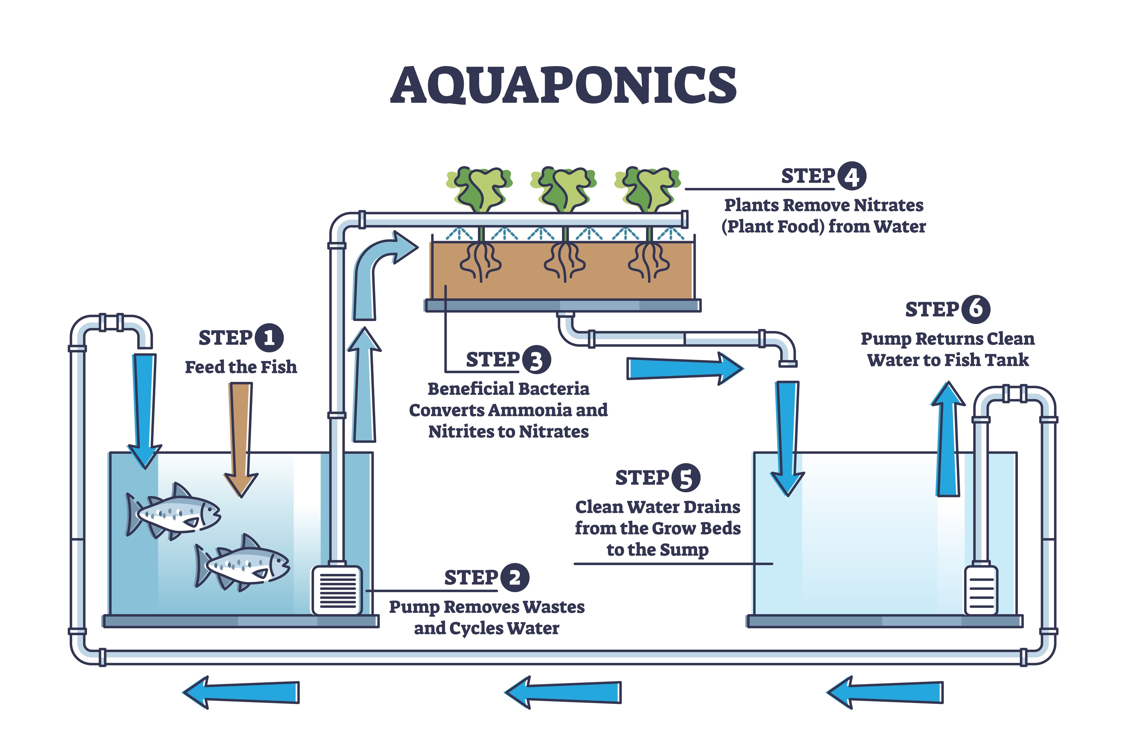 Impianto di Acquaponica Scolastico